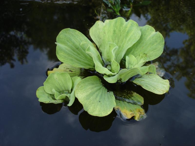 Water Lettuce Outdoor Alabama